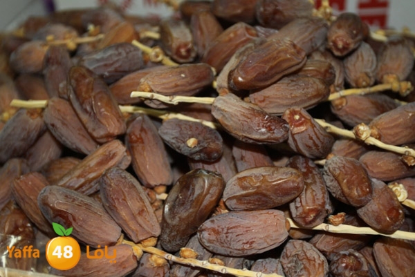 zhra2 tamer 705 (23).JPG